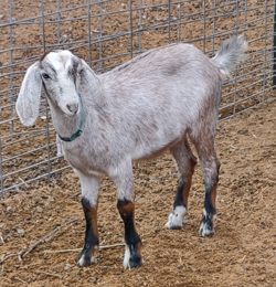 Mini Nubian goats for sale in Colorado